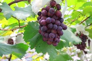 杭州葡萄价格最新爆料,品质与行情齐飞